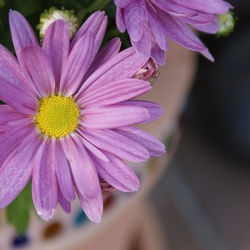 1st photos with DSLR